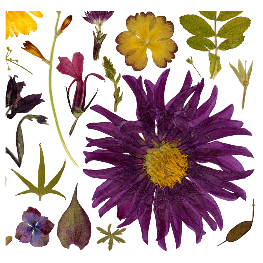 Card- The Dahlia Garden