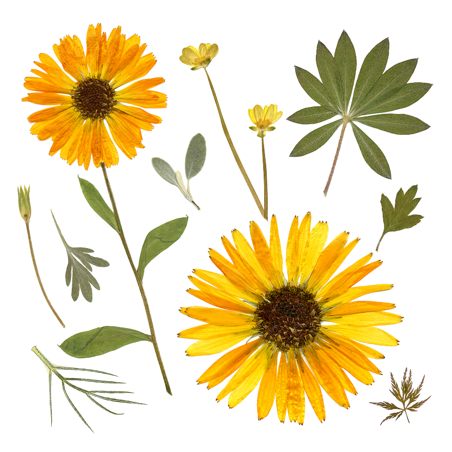 Card- The Marigold Meadow