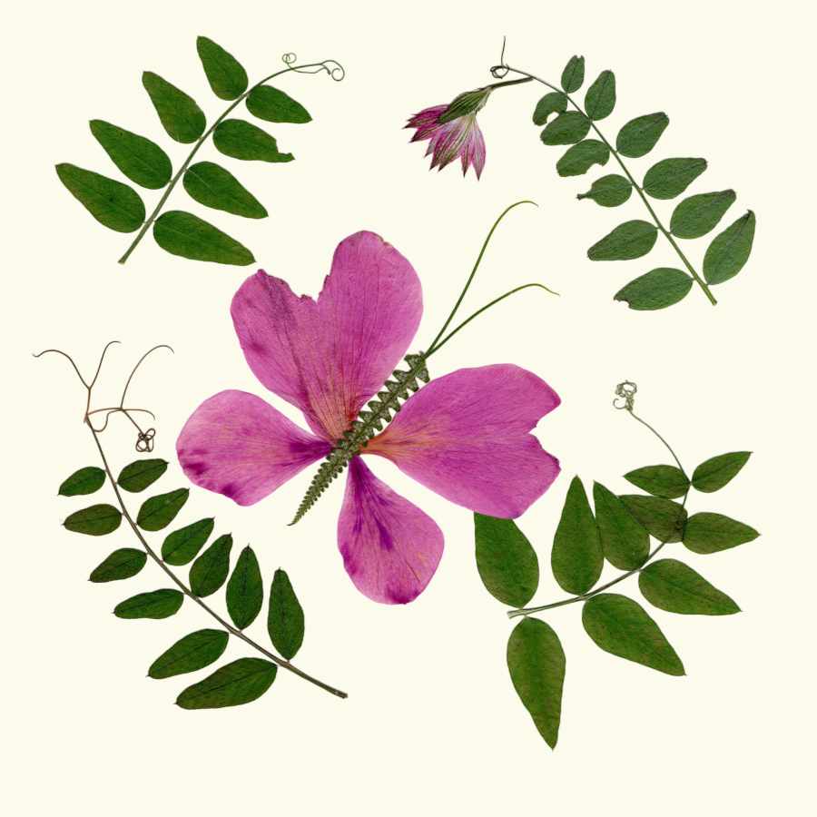 Card- The Butterfly Garden