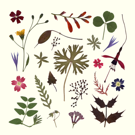 Card- The Wild Garden